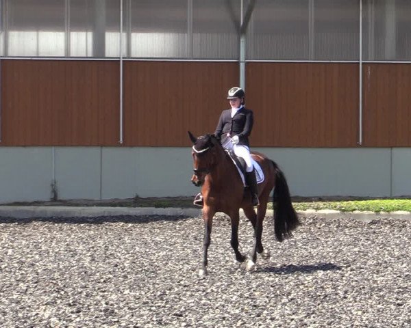 Reitturnier Gerasdorf bei Wien 2023