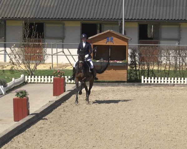 Reitturnier Gerasdorf bei Wien 2023