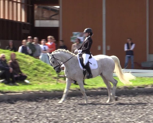 Reitturnier Gerasdorf bei Wien 2023