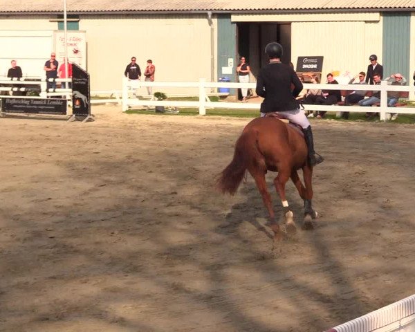 Reitturnier Mildstedt 2023