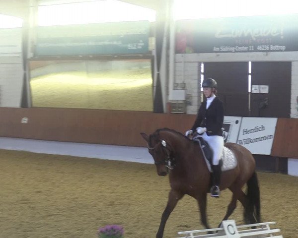 Reitturnier Bottrop 2023