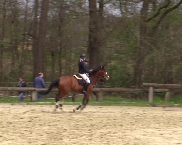 Reitturnier Rhede 2023