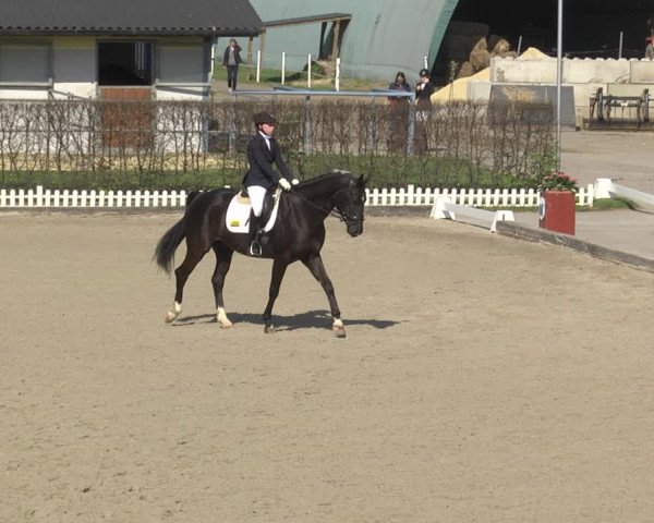 Reitturnier Gerasdorf bei Wien 2023