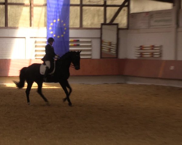 Reitturnier Bottrop 2023