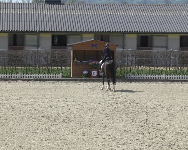 Reitturnier Gerasdorf bei Wien 2023