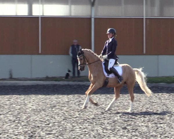 Reitturnier Gerasdorf bei Wien 2023