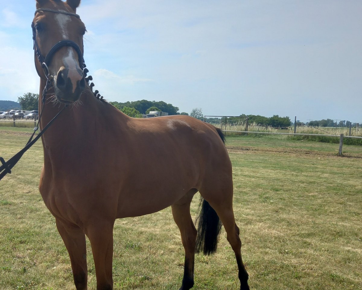 broodmare Pilotin Paula R (German Sport Horse, 2018, from Pilot's Letzter)