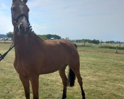 broodmare Pilotin Paula R (German Sport Horse, 2018, from Pilot's Letzter)