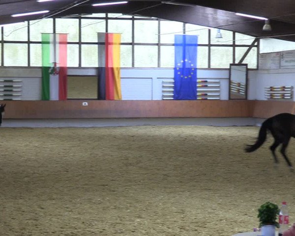 Reitturnier Bottrop 2023