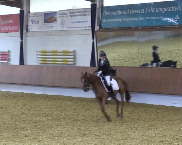 Reitturnier Bottrop 2023