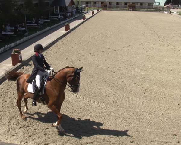 Reitturnier Gerasdorf bei Wien 2023