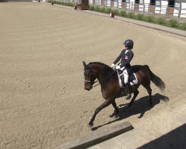 Reitturnier Gerasdorf bei Wien 2023