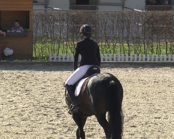 Reitturnier Gerasdorf bei Wien 2023
