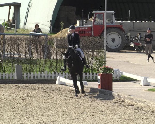 Reitturnier Gerasdorf bei Wien 2023