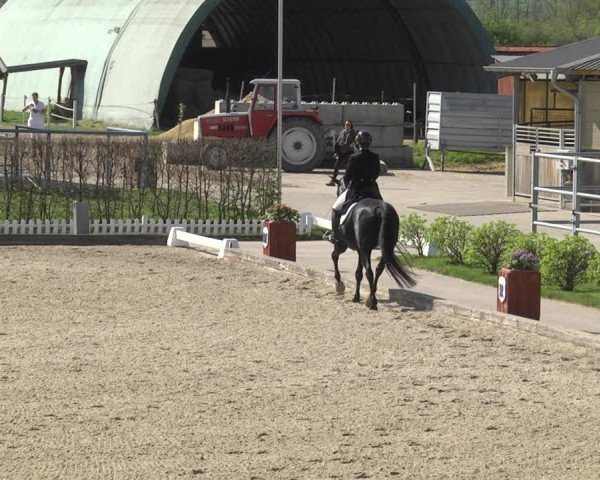 Reitturnier Gerasdorf bei Wien 2023