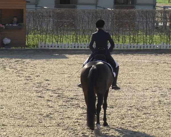 Reitturnier Gerasdorf bei Wien 2023