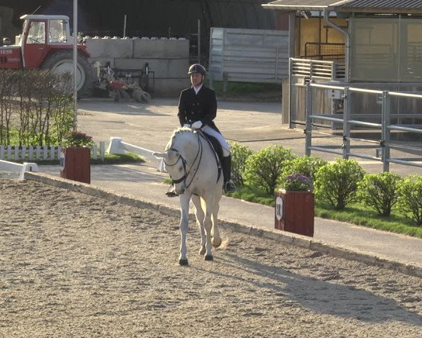 Reitturnier Gerasdorf bei Wien 2023