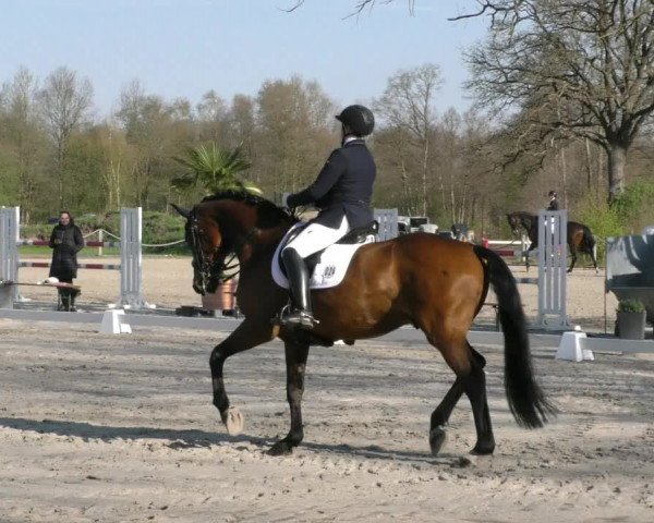 Reitturnier Handorf 2023