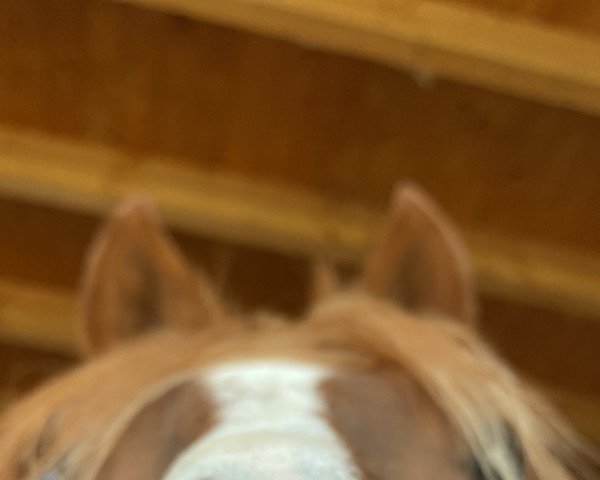 horse Dubliner (Westphalian, 2019, from Dreidimensional AT NRW)
