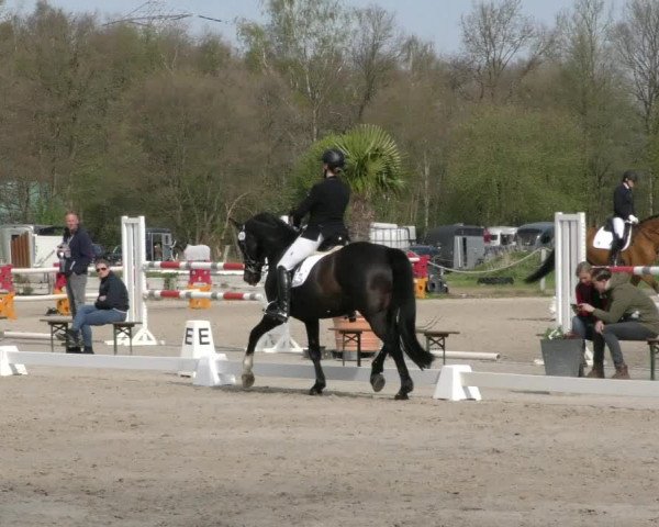 Reitturnier Handorf 2023
