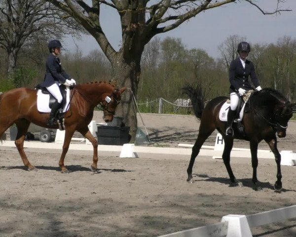 Reitturnier Handorf 2023