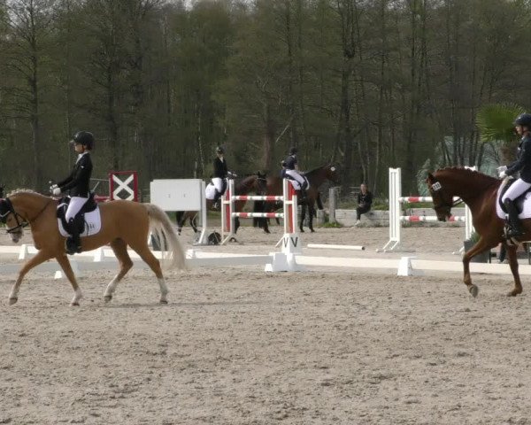 Reitturnier Handorf 2023