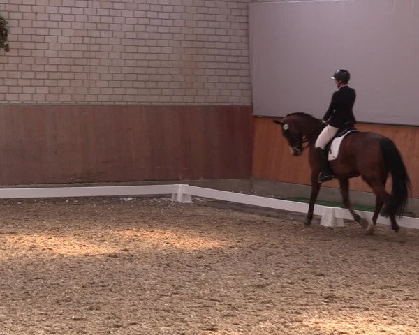 Reitturnier Leverkusen-Rheindorf 2023