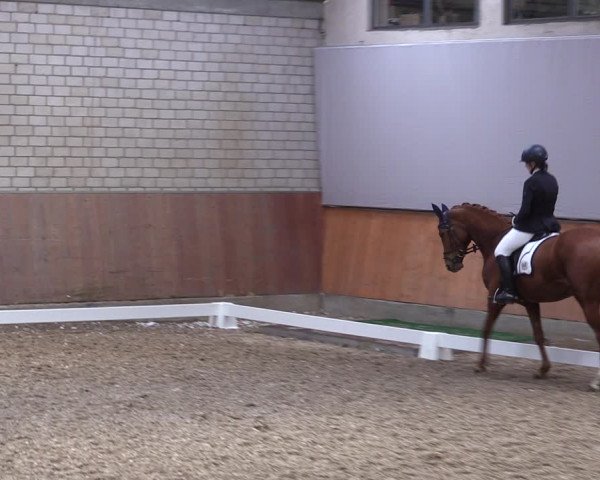 Reitturnier Leverkusen-Rheindorf 2023