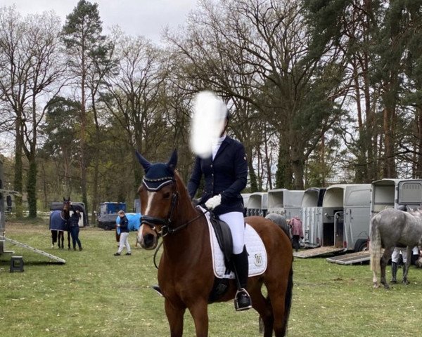 dressage horse Wagand (German Riding Pony, 2013, from Walou)