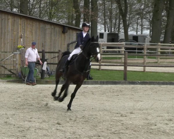 Reitturnier Diepholz 2023