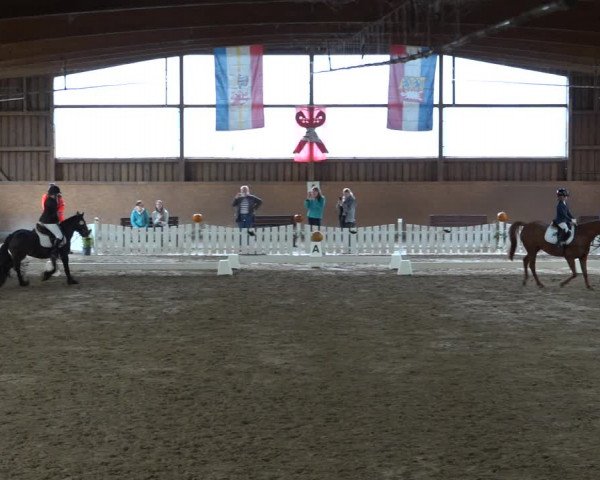 Reitturnier Scharnebeck 2021