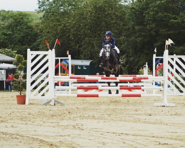 jumper Colliga Jackdaw (Connemara Pony, 2014, from Monaghanstown Barney)