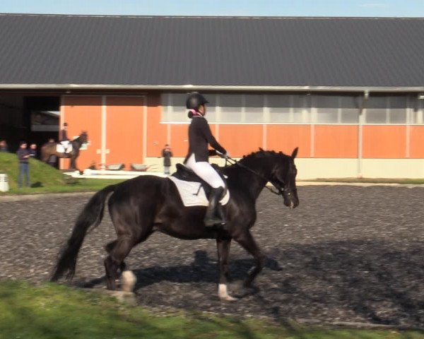 Reitturnier Gerasdorf bei Wien 2023