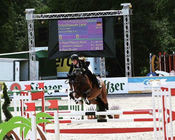 jumper Chico 642 (Holsteiner, 2001, from Contender)