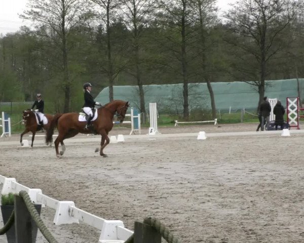 Reitturnier Handorf 2023