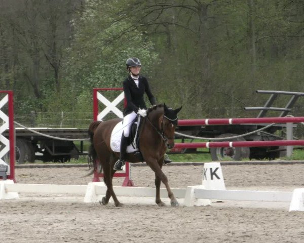 Reitturnier Handorf 2023