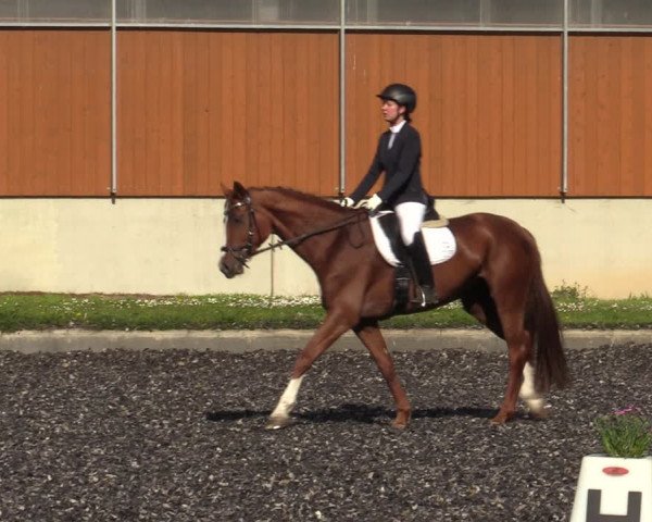 Reitturnier Gerasdorf bei Wien 2023