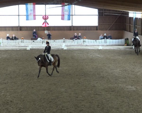 Reitturnier Scharnebeck 2021