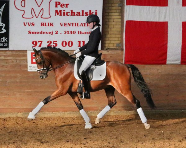 Deckhengst Bjerring's Trouble (Deutsches Reitpony, 2017, von Diamond Touch NRW) Deckhengst Bjerring's Trouble (Deutsches Reitpony, 2017, von Diamond Touch NRW)