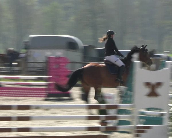 Reitturnier Diepholz 2023