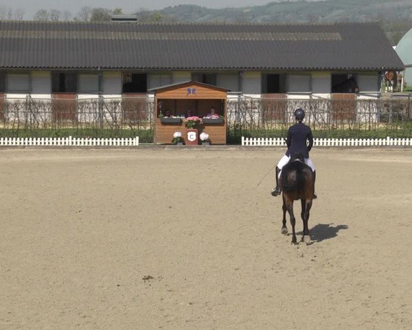 Reitturnier Gerasdorf bei Wien 2023