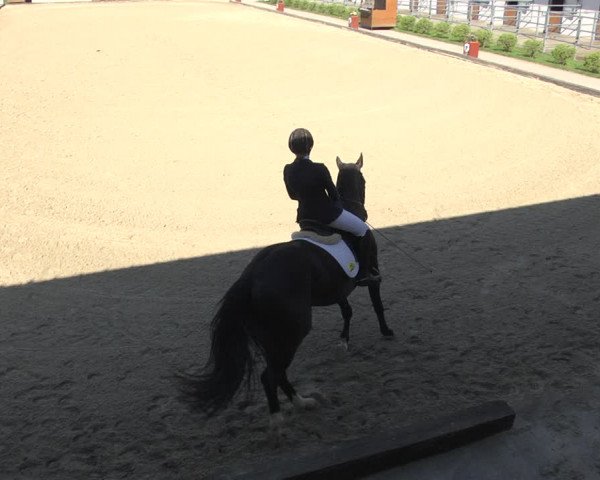 Reitturnier Gerasdorf bei Wien 2023