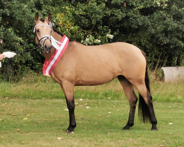 broodmare Bjerring's Princess (Danish Reitpony, 2017, from Diamond Touch NRW)