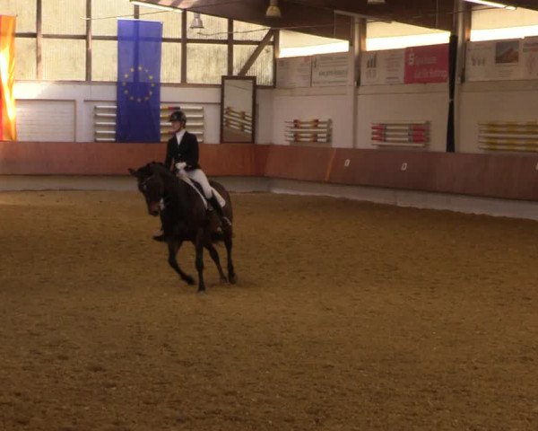 Reitturnier Bottrop 2023