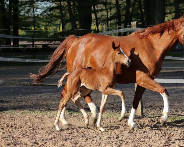 Broodmare Elfenliebchen (Oldenburger, 2016, from Bernay)
