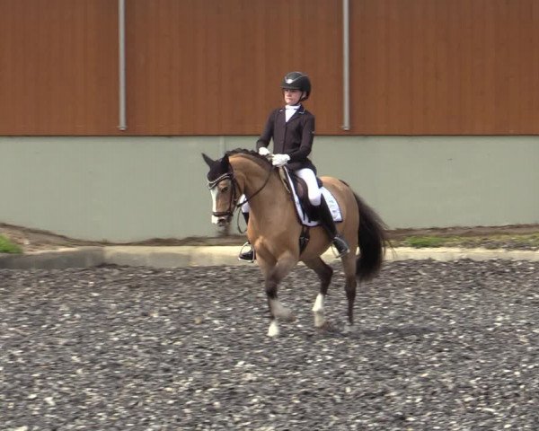 Reitturnier Gerasdorf bei Wien 2023