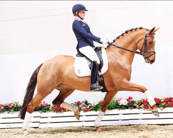 horse Elfenspiel (Oldenburg, 2012, from Bordeaux 28)