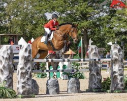 jumper Machare (Holsteiner, 2013, from Casall Ask)