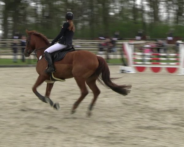 Reitturnier Diepholz 2023