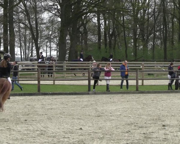 Reitturnier Diepholz 2023